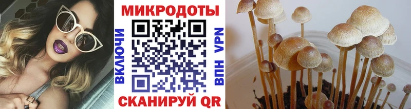 Псилоцибиновые грибы Psilocybine cubensis  Агрыз 